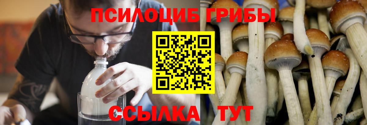 Псилоцибиновые грибы Psilocybe Кумертау